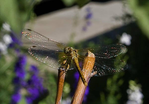 Dragonfly Poster featuring the photograph Wings sparkling in the sun by ShaddowCat Arts - Sherry