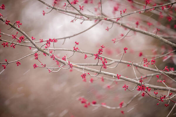 Winter And Spring Poster featuring the photograph Winter and Spring by Terry DeLuco