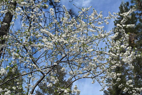 Blossoms Poster featuring the photograph Winter Apple Blossoms by Michele Myers