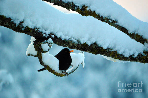 Winter Bird In Snow Poster featuring the photograph Winter Bird in Snow - Winter in Switzerland by Susanne Van Hulst