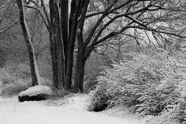 Snowy Landscape Poster featuring the photograph Winter Day - Black and White by Carol Groenen