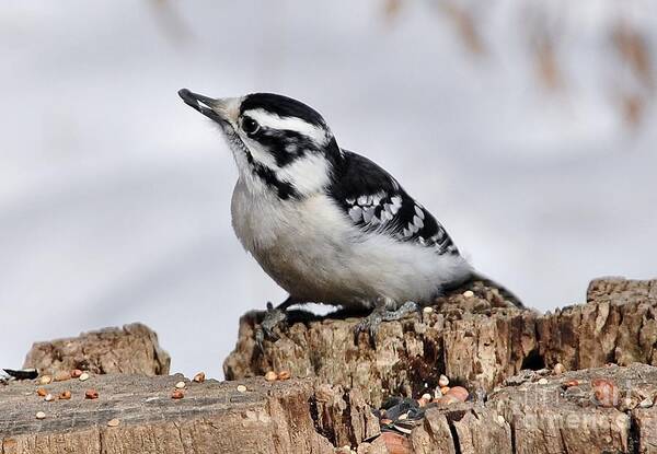 Bird Poster featuring the photograph Winter Downy Woodpecker by Elaine Manley