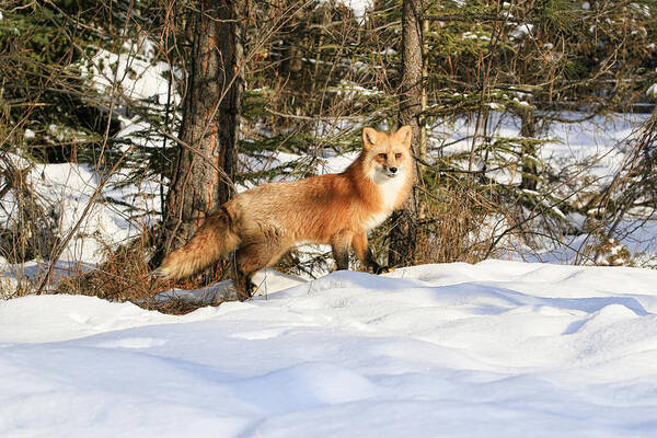 Red Fox Poster featuring the photograph Winter Fox by Steve McKinzie