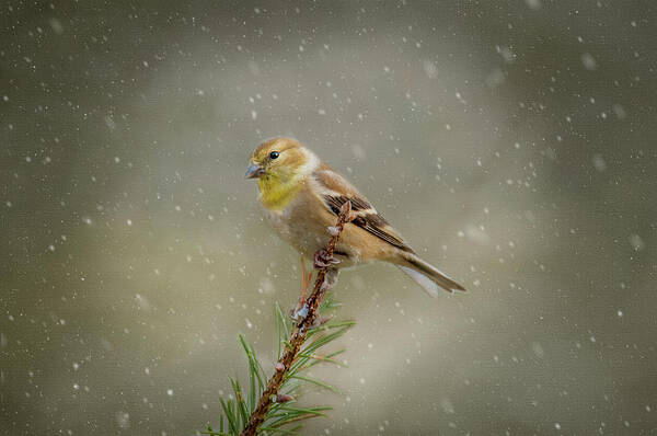 Winter Poster featuring the photograph Winter Goldfinch by Cathy Kovarik