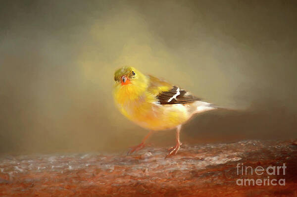 Winter Goldfinch Poster featuring the photograph Winter Goldfinch by Darren Fisher