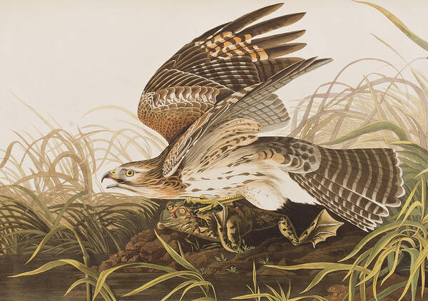 Winter Hawk Poster featuring the painting Winter Hawk by John James Audubon