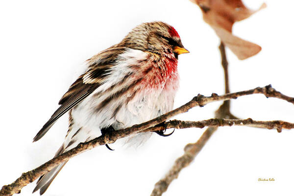 Winter Poster featuring the photograph Winter Redpoll by Christina Rollo