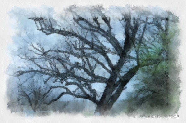Texas Poster featuring the photograph Winter Tree by Paulette B Wright