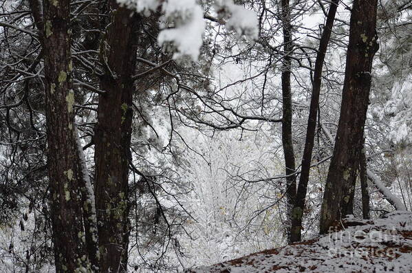 Winter Wonderland Poster featuring the photograph Winter Wonderland by Maria Urso