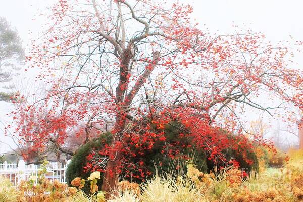 Flora Poster featuring the photograph Winterberry Tree by Marcia Lee Jones