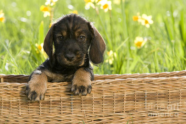 Dachshund Poster featuring the photograph Wire-haired Dachshund Puppy by Jean-Louis Klein and Marie-Luce Hubert