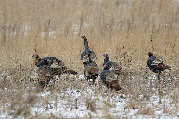 Turkey Poster featuring the photograph Wisconsin Turkeys by Brook Burling
