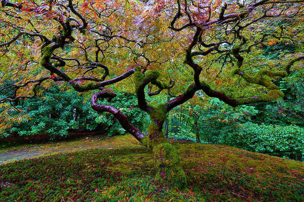 Japanese Maple Poster featuring the photograph Wisdom Tree by Jonathan Davison