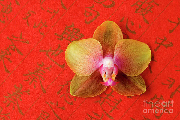 Orchid Poster featuring the photograph Wishes Come True by Julia Hiebaum