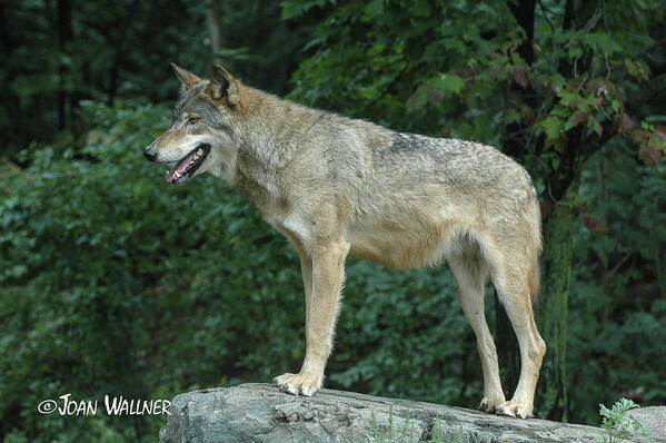 Minnesota Poster featuring the photograph Wolf on a rock by Joan Wallner