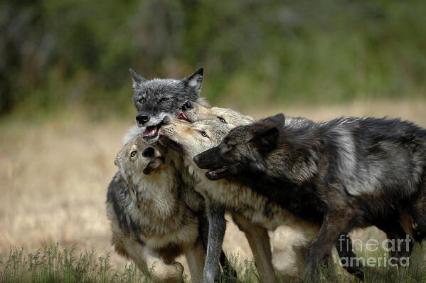 Wolf Poster featuring the photograph Wolf Pack Greeting by Wildlife Fine Art