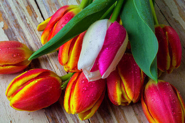 Bunch Poster featuring the photograph Wonderful Colorful Tulips by Garry Gay