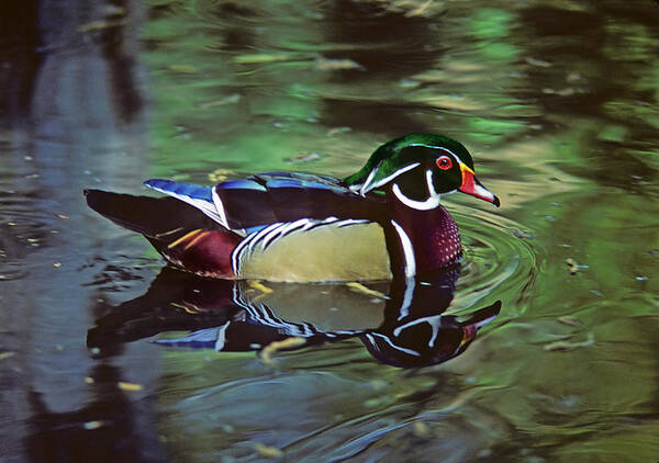 Wood Duck Poster featuring the photograph Wood Duck by Marie Hicks