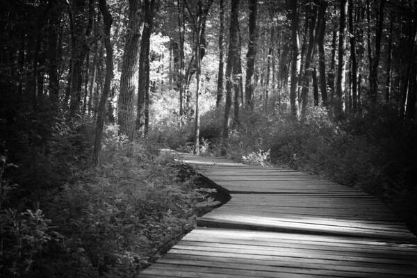 Black And White Poster featuring the photograph Wooded Walk by Scott Wyatt