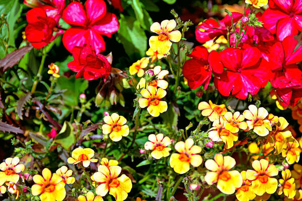 Winter Park Poster featuring the photograph WP Floral Study 1 2014 by Robert Meyers-Lussier