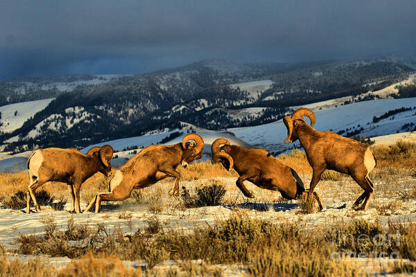 Bighorns Poster featuring the photograph Wyoming Bighorn Brawl by Adam Jewell