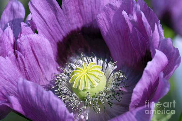 Delightfully Purple Poster featuring the photograph Poppies 2 - Delightfully Purple by Wendy Wilton
