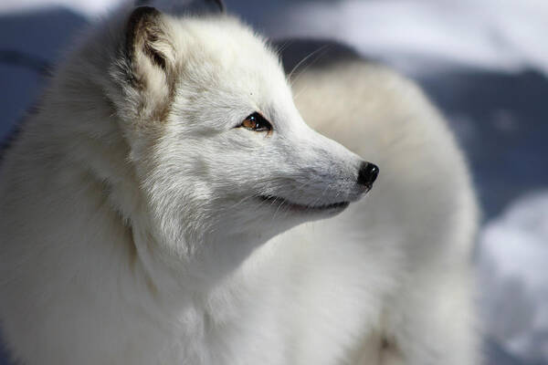 Arctic Fox Poster featuring the photograph Yana the Fox by Azthet Photography