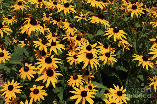 Black-eyed Susan Poster featuring the photograph Yellow Black Eyed Susan Explosion by Adam Long