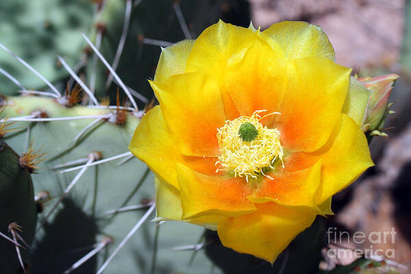 Yellow Flower Poster featuring the photograph Yellow Cactus Flower by Kelly Holm