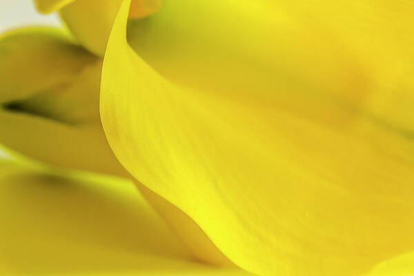 Anniversary Poster featuring the photograph Yellow Calla Lily by Teri Virbickis