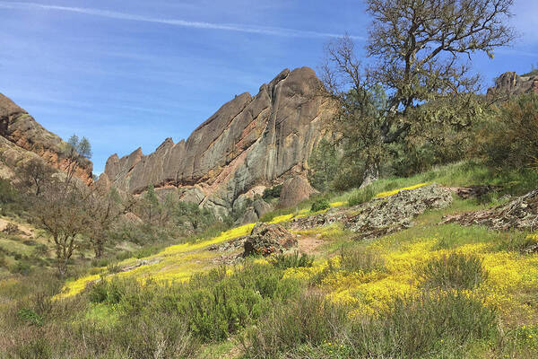 Pinnacles National Park Poster featuring the photograph Yellow Carpet by Art Block Collections