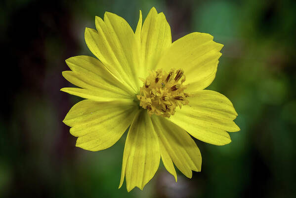 Background Poster featuring the photograph Yellow Flower by Ed Clark