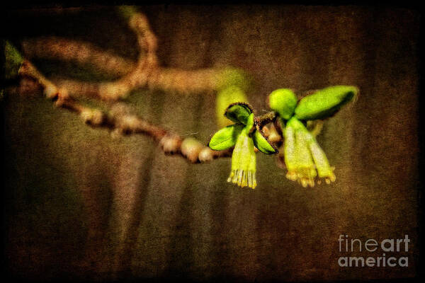 Attribute Poster featuring the photograph Yellow fringed blossom by Mary Machare