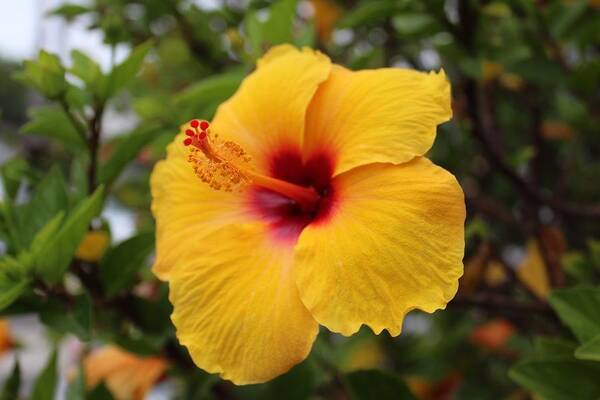 Hibiscus Poster featuring the photograph Yellow Hibiscus by Brian Eberly