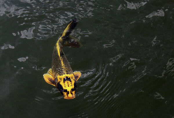 Koi Poster featuring the photograph Yellow Koi 5 by Mary Bedy