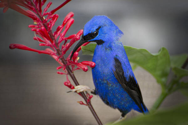 Branson Poster featuring the photograph Yellow Legged Honey Creeper by Penny Lisowski