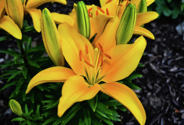 Flower Poster featuring the photograph Yellow Lily 008 by George Bostian