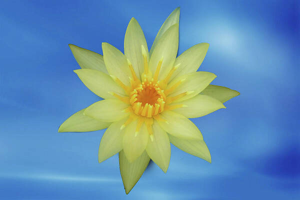 Blossom Poster featuring the photograph Yellow lotus by Ridwan Photography