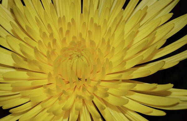 Photograph Poster featuring the photograph Yellow Mum by Larah McElroy