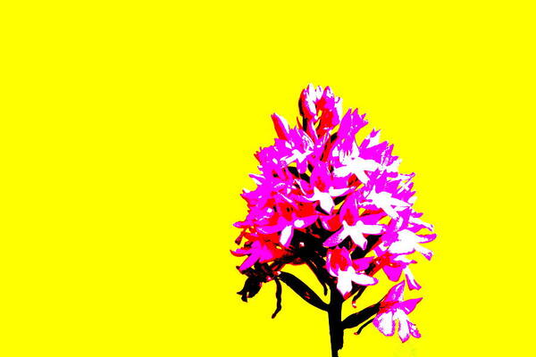 Flowers Poster featuring the photograph Yellow Pyramid Orchid by Richard Patmore