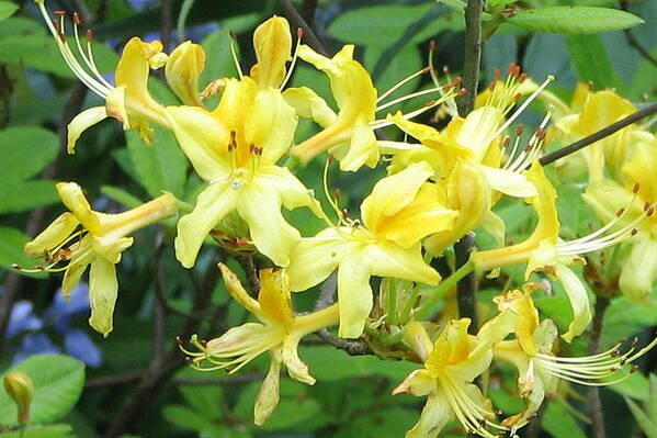 Yellow Poster featuring the photograph Yellow Rhododendron by Carla Parris