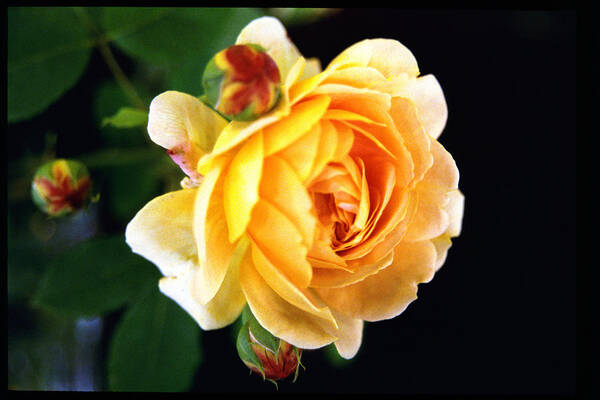 Rose Poster featuring the photograph Yellow Rose by Paul Trunk