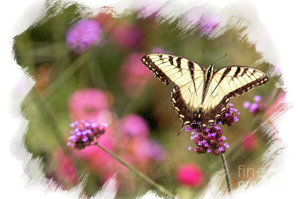Butterfly Poster featuring the photograph Yellow Swallowtail with Brushed Edge by Eleanor Abramson