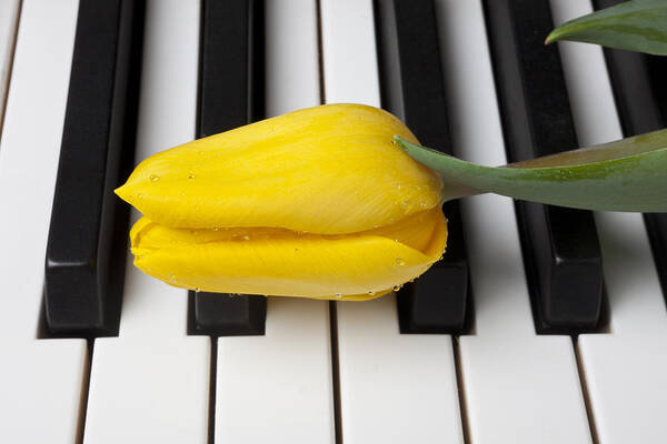 Tulip Poster featuring the photograph Yellow tulip on piano keys by Garry Gay