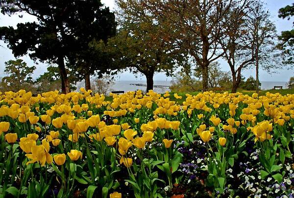 Fairhope Poster featuring the painting Yellow Tulips of Fairhope Alabama by Michael Thomas