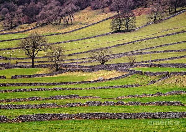 Yorkshire Dales Poster featuring the photograph Yorkshire Dales Stone Walls by Martyn Arnold