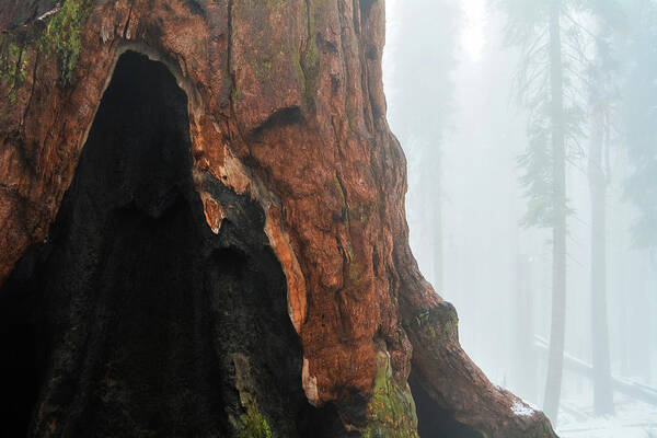 Yosemite National Park Poster featuring the photograph Yosemite Giant Sequoia by Kyle Hanson
