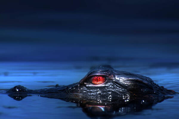 Alligator Poster featuring the photograph Young Alligator by Mark Andrew Thomas