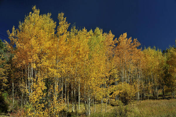 Landscape Poster featuring the photograph Young Aspen Family by Ron Cline