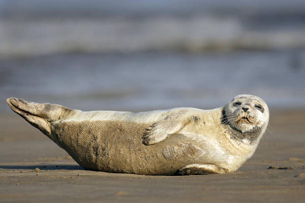 Common Seal Poster featuring the photograph Young Common Seal sleeping on the beach by Tony Mills